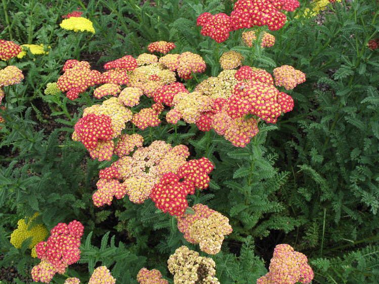 Achillea Pinterest The world39s catalog of ideas