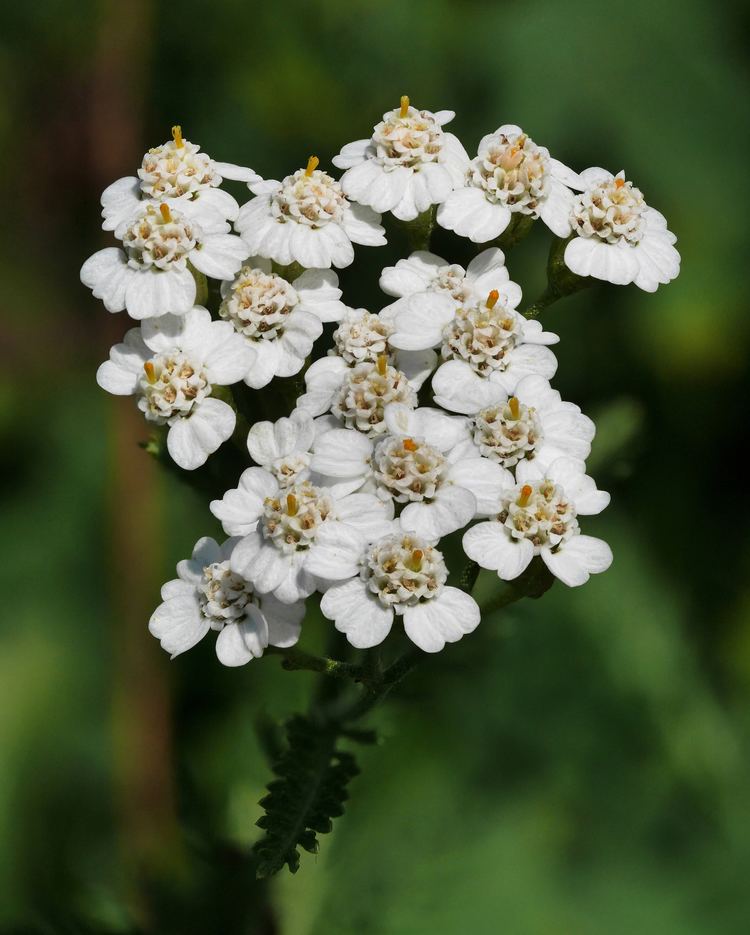 Achillea Achillea millefolium Wikipedia