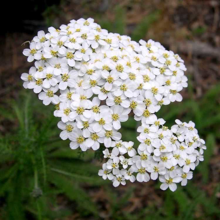 Achillea Achillea millefolium Green Light Plants