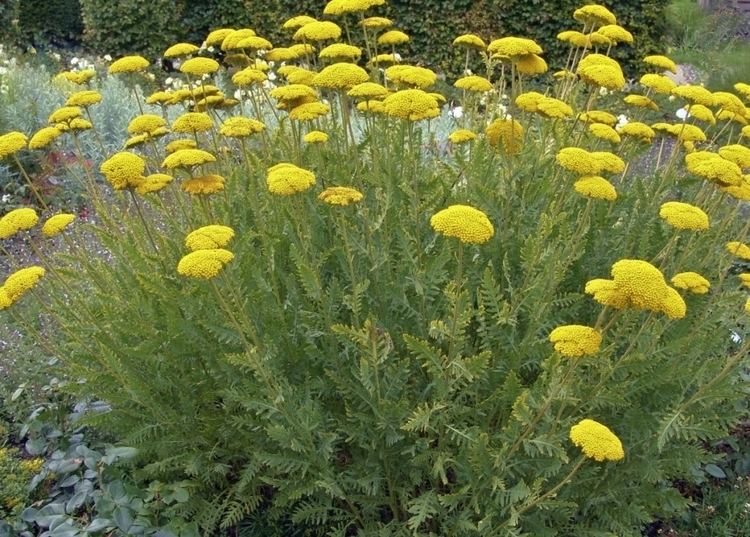 Achillea filipendulina Achillea filipendulina FERNLEAF YARROW 39CLOTH OF GOLD39 Hill Farm