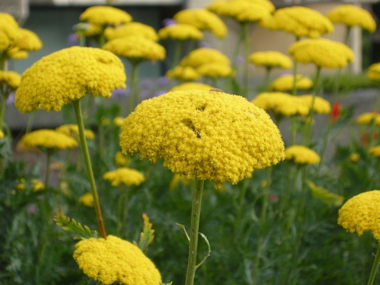 Achillea filipendulina Achillea filipendulina landscape architect39s pages