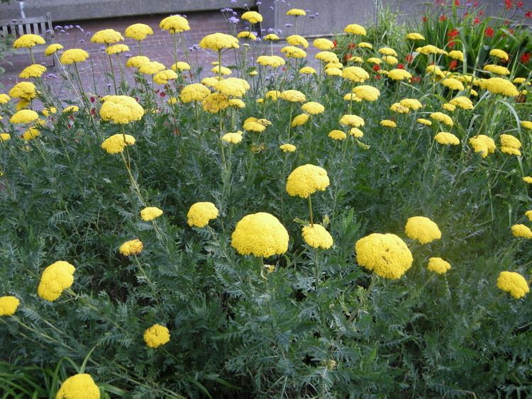 Achillea filipendulina Achillea filipendulina landscape architect39s pages