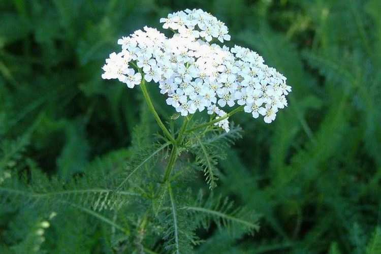 Achillea millefolium Achillea millefolium