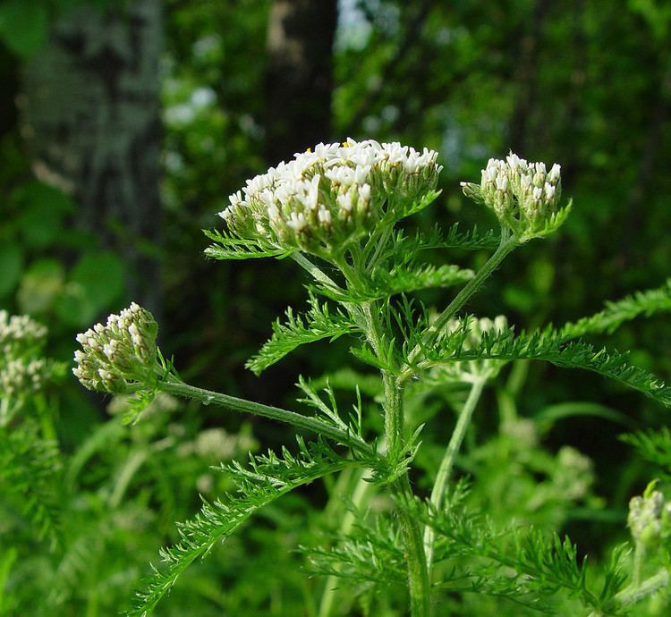 Achillea millefolium Achillea millefolium common yarrow Go Botany