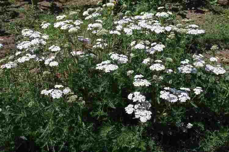 Achillea millefolium Achillea millefolium