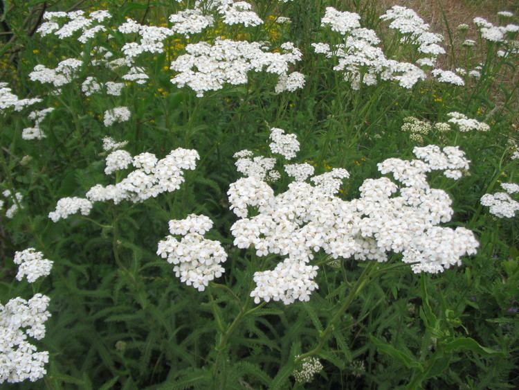 Achillea millefolium Achillea millefolium The Watershed Nursery