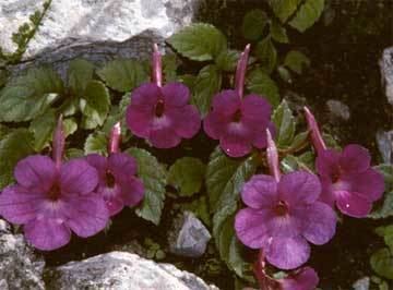 Achimenes How To Grow Achimenes Plant Light Soil Bulbs Rhizomes an Flowers