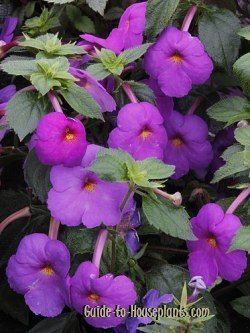 Achimenes Growing Achimenes House Plants