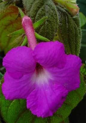 Achimenes How to Grow Achimenes Blubs