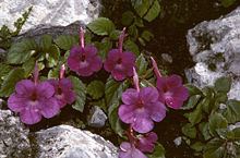 Achimenes grandiflora httpsuploadwikimediaorgwikipediacommonsthu