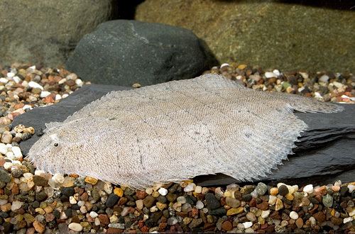 Achirus freshwater flounder peru lrg achirus lineatus Segrest Farms