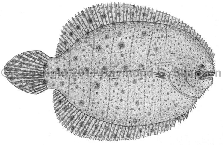 Achirus Western Atlantic Fish Achirus lineatus