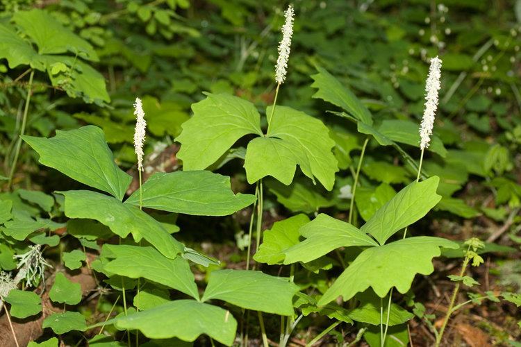Achlys (plant) Vanilla Leaf or Deer Foot