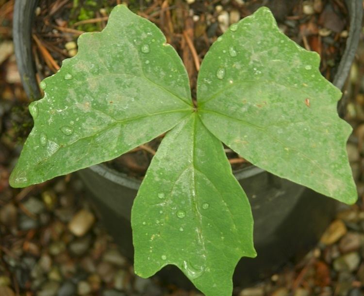 Achlys (plant) Vanilla Leaf Achlys triphylla Pacific northwest native perennial