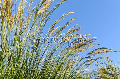 Achnatherum Image Feather grass Stipa calamagrostis syn Achnatherum