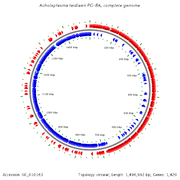 Acholeplasma laidlawii httpsmicrobewikikenyoneduimagesthumb99cA