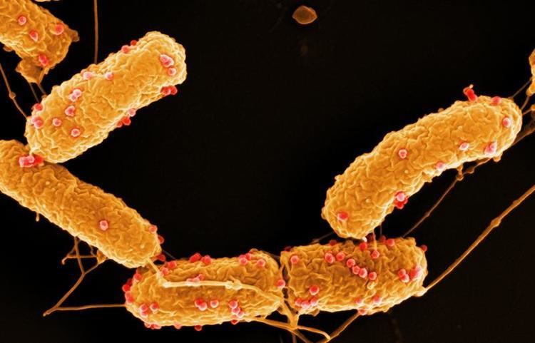 Achromobacter Life Sciences