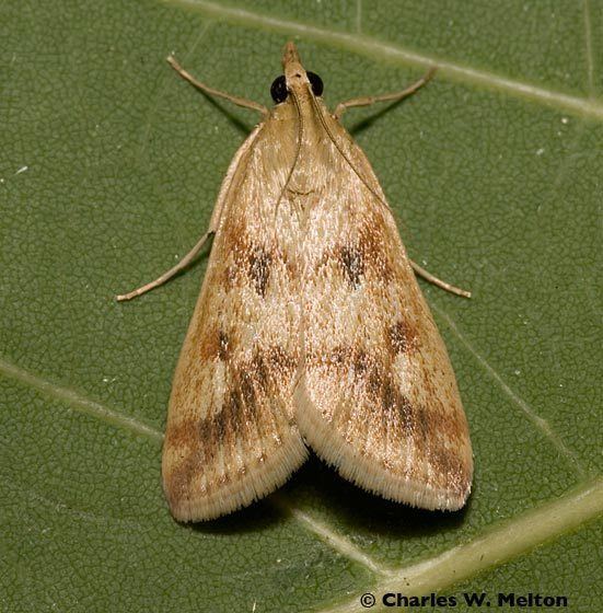 Achyra (moth) bugguidenetimagesrawA0GQA0A0GQA08QJ0UQY07K1K