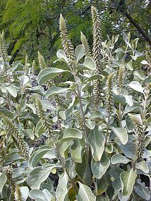 Achyranthes splendens Achyranthes splendens Wikipedia