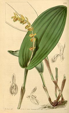 Acianthera bicarinata httpsuploadwikimediaorgwikipediacommonsthu