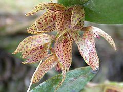Acianthera bicornuta httpsuploadwikimediaorgwikipediacommonsthu