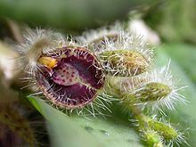 Acianthera crinita httpsuploadwikimediaorgwikipediacommonsthu