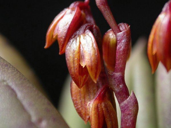 Acianthera johannensis