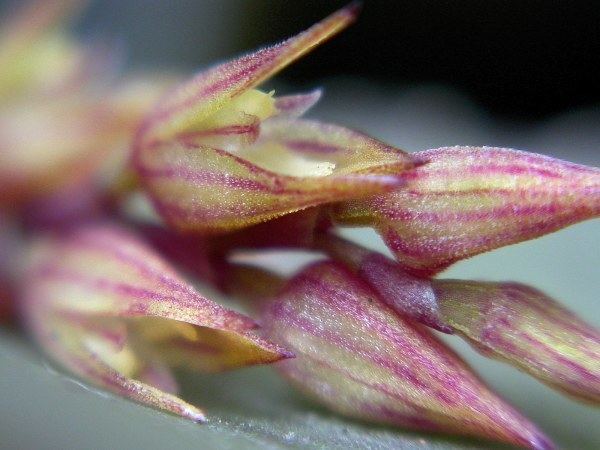 Acianthera limae