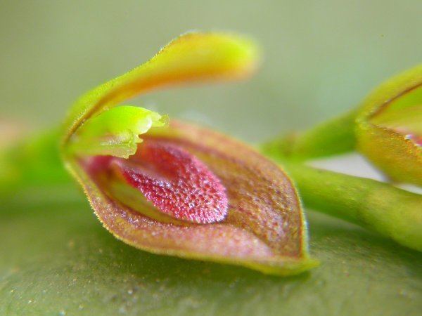Acianthera marumbyana