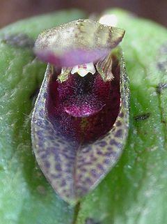 Acianthera saundersiana httpsuploadwikimediaorgwikipediacommonsthu
