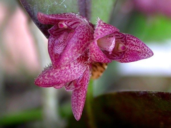 Acianthera spilantha