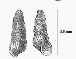 Acicula (gastropod) httpsuploadwikimediaorgwikipediacommonsthu