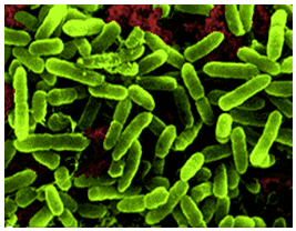 Acidithiobacillus Growth and Biochemical Activities of ltigtAcidithiobacillus