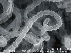 Acidithiobacillus thiooxidans Vote for State Microbe Department of Microbiology and Biochemistry