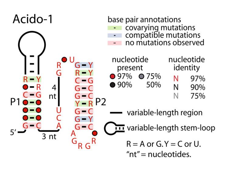 Acido-1 RNA motif