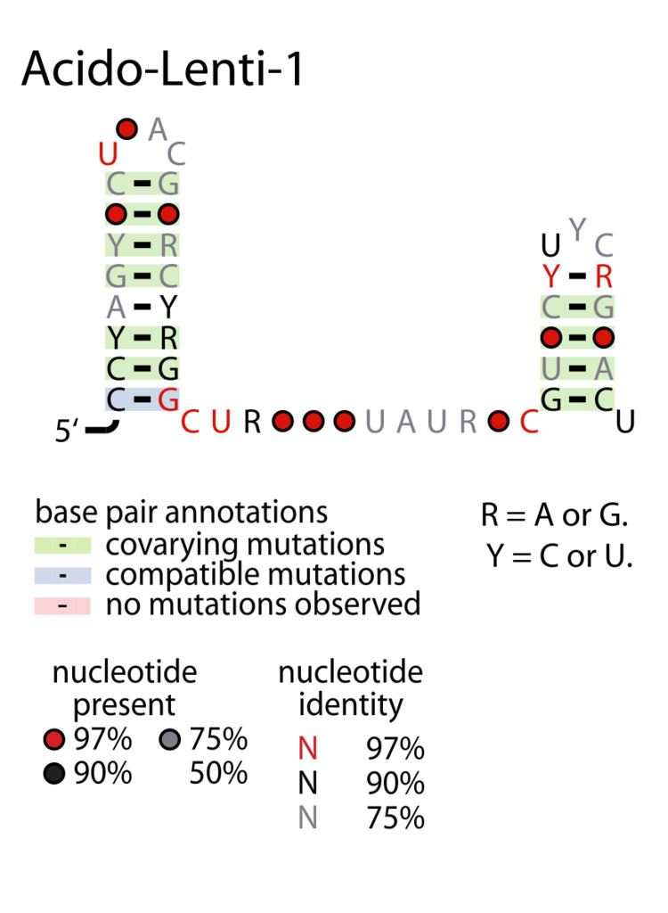 Acido-Lenti-1 RNA motif
