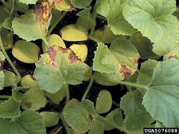 Acidovorax citrulli bacterial fruit blotch Acidovorax citrulli on melon Cucumis melo