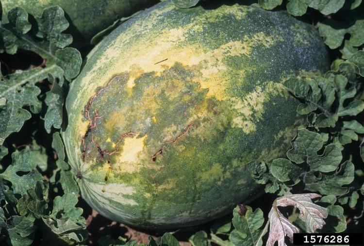 Acidovorax citrulli bacterial fruit blotch Acidovorax citrulli on watermelon