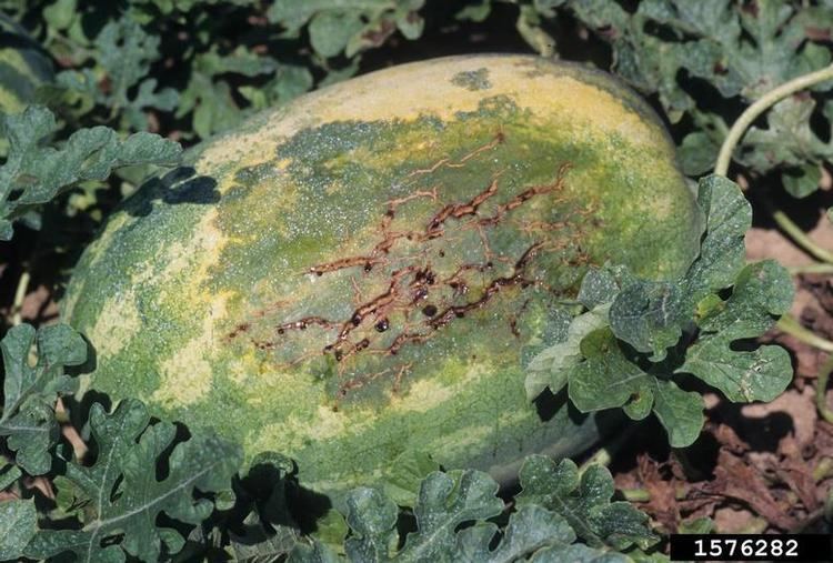 Acidovorax citrulli bacterial fruit blotch Acidovorax citrulli on watermelon