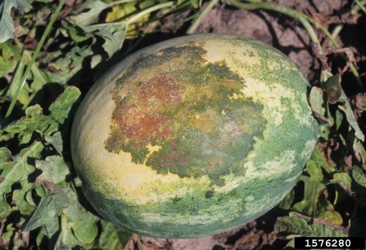 Acidovorax citrulli bacterial fruit blotch Acidovorax citrulli on watermelon