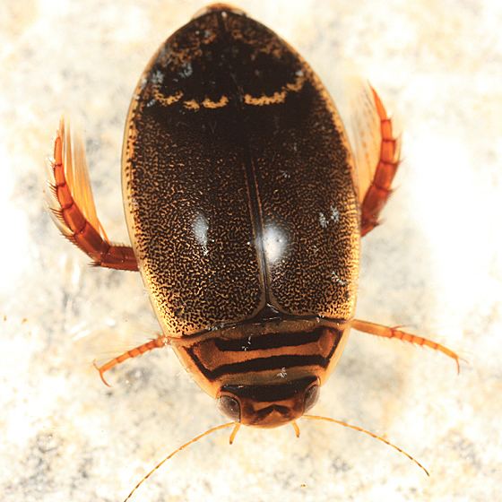 Acilius (beetle) bugguidenetimagesrawAZILUZAZILUZGLUZ8LBZ8LLR