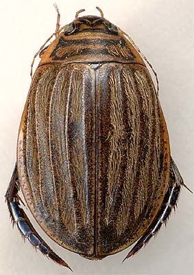 Acilius (beetle) Acilius sulcatus Linnaeus 1758