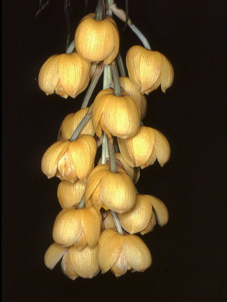 Acineta chrysantha httpsuploadwikimediaorgwikipediacommons44
