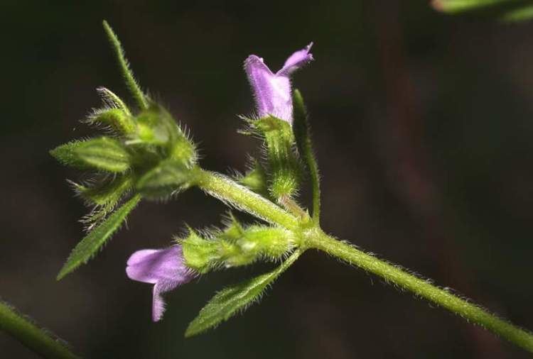 Acinos arvensis basil thyme 66178 common name Acinos arvensis