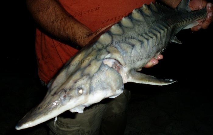 Acipenser oxyrinchus Atlantic Sturgeon Acipenser oxyrinchus oxyrinchus sturgeons