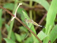 Acisoma Acisoma panorpoides Wikipedia