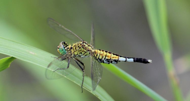 Acisoma Odonata of Bangladesh