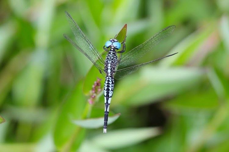 Acisoma Dragonflies amp damselflies of Thailand 105 Acisoma panorpoides