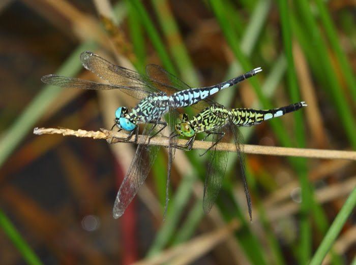 Acisoma Odonata of Peninsular Malaysia Acisoma panorpoides