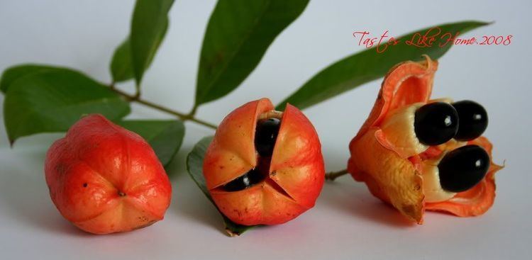 Ackee 1000 images about Ackee on Pinterest Caribbean Jamaica and